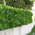 UV engineered fresh PE artificial hedge green wall for for outdoor use